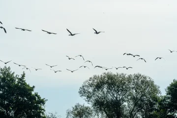 Fotobehang Vogels flock of birds flying  © Plesca