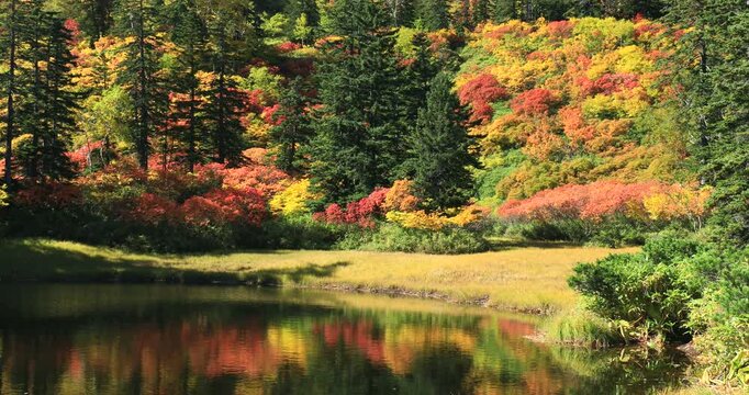 紅葉の高原温泉の滝見沼