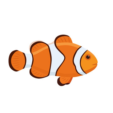Colorful orange clownfish with white stripes swimming sideways, isolated on a white background, cartoon vector illustration for marine life and ocean designs