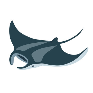 Elegant manta ray with broad wing-like fins swimming underwater, isolated on white background, cartoon vector illustration for marine life and ocean themes