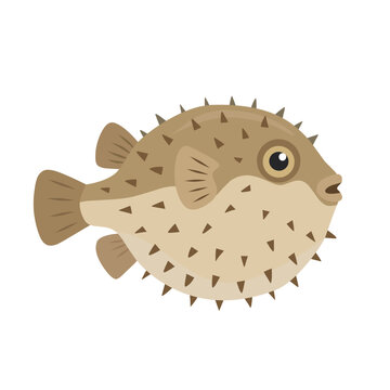 Spiny pufferfish with a rounded body and distinctive spikes, isolated on white background, cartoon vector illustration for tropical ocean and marine life designs