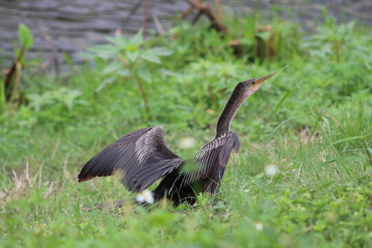 Anhinga bird standing in a grass