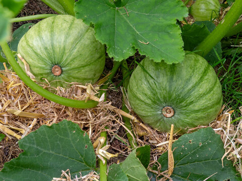 Winter squash, Leckor F1, developing in a garden