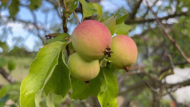 drei gr&uuml;n-rote &Auml;pfel am Apfelbaum bewegen sich im Wind