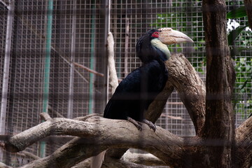 Wreathed hornbill bird perched on a tree branch inside a large sanctuary enclosure, showing its large bill and distinctive colorful head © ariezonaphotoart