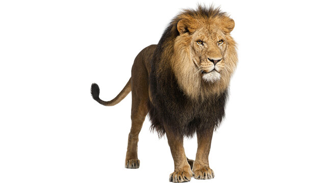 lion, male lion, lion PNG, African lion, wild lion, lion animal, carnivore, mammal, four legged animal, standing lion, png