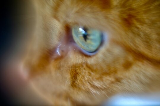 Extreme close up of a cat eye