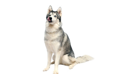 Siberian husky, husky, husky PNG, husky dog, dog PNG, gray and white husky, black and gray fur, fluffy dog, png © Canva
