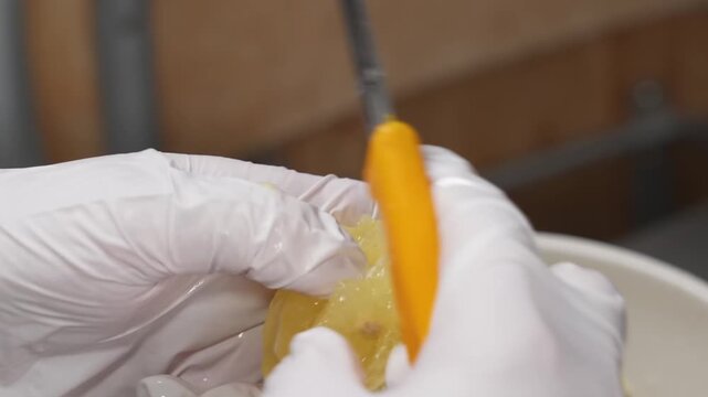 close-up shot shows a person wearing white protective gloves carefully slicing into a peeled, vibrant yellow lemon or citrus fruit using a sharp knife. This process isolates the juicy fruit segments, 