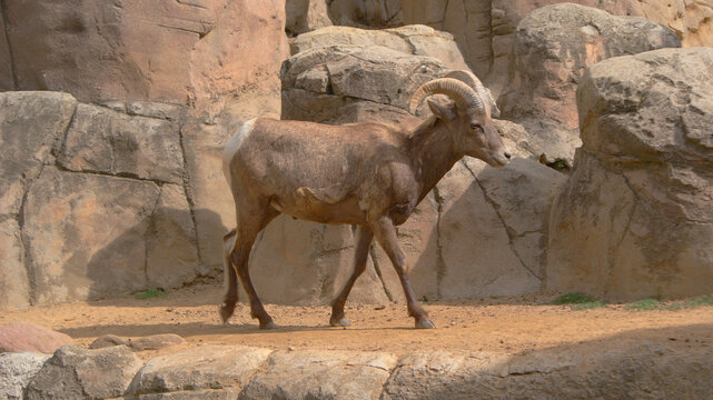 Borrego cimarr&oacute;n