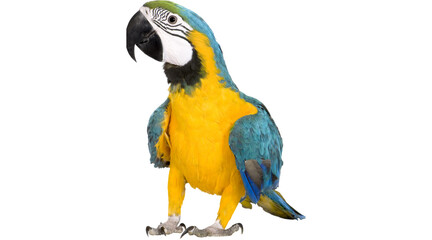 macaw, blue and yellow macaw, macaw parrot, parrot, macaw PNG, parrot PNG, colorful parrot, blue parrot, png © Canva