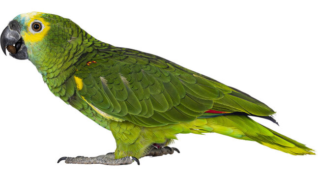 green parrot, parrot, parrot PNG, green parrot PNG, tropical parrot, green bird, parrot bird, colorful bird, png