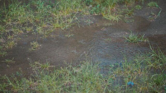 Rainy weather creates mud puddles on trail