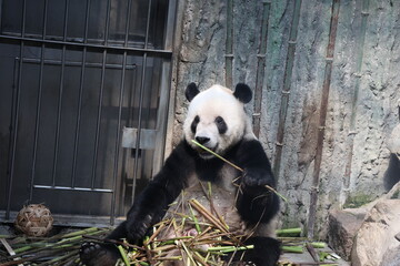Giant panda eating fresh bamboo stalks in a zoo enclosure © Jerry