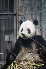 Giant panda eating fresh bamboo stalks in a zoo enclosure © Jerry