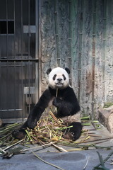 Giant panda sitting and eating bamboo in a zoo enclosure © Jerry