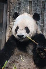 Giant panda eating fresh bamboo stalk in a natural habitat setting. © Jerry