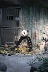 Giant panda sitting and eating bamboo in a zoo enclosure © Jerry