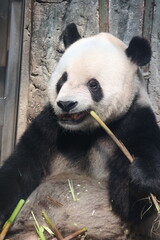 Giant Panda eating fresh bamboo stalks in a natural habitat setting © Jerry