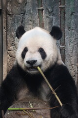 Giant panda eating fresh bamboo stalk in natural zoo habitat enclosure © Jerry