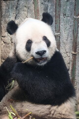Giant Panda eating bamboo in a natural habitat, close up portrait of a wild bear. © Jerry