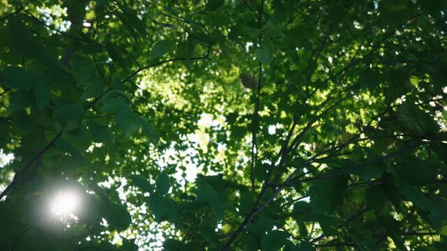 Looking up at a tall forest of green broadleaf trees