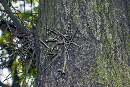 Branched Thorns on the Trunk of Gleditsia triacanthos