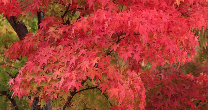 奥日光の紅葉