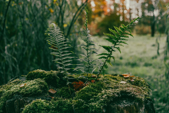 A fern on a tree stump. 