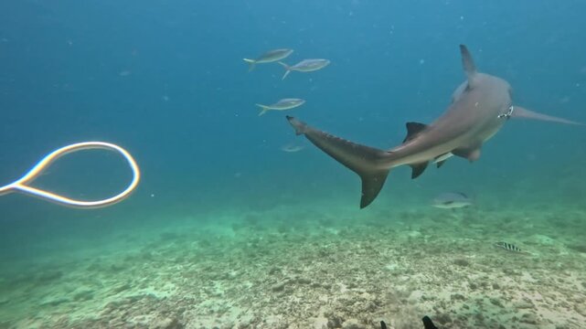 Scuba diver using a metal feeding stick to offer food to a powerful bull shark, highlighting responsible shark feeding practices and marine conservation efforts in clear ocean waters of Fiji islands