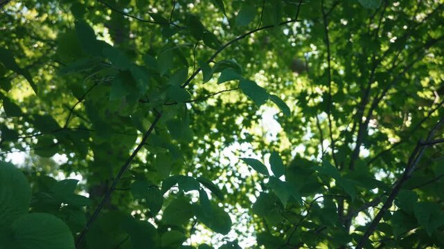 Looking up at a tall forest of green broadleaf trees