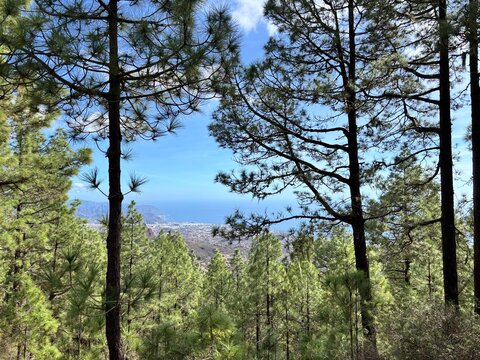 Blick auf den Atlantik von einem Aussichtspunkt auf Teneriffa inmitten von Kieferngew&auml;chsen