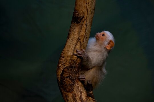 A Silvery Marmoset (Mico argentatus) in a tree.