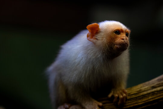A Silvery Marmoset (Mico argentatus) in a tree.