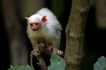 Naklejka premium A Silvery Marmoset (Mico argentatus) in a tree.