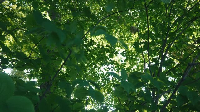 Looking up at a tall forest of green broadleaf trees