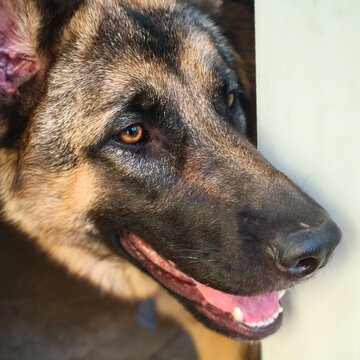 german shepherd dog, close up.