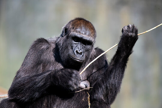 A Western Lowland Gorilla (Gorilla gorilla gorilla) eating.