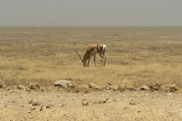Thomson's gazelle standing in the Serengeti savanna in Tanzania. Elegant African antelope in its natural habitat, captured during a wildlife safari in the wild. © stock