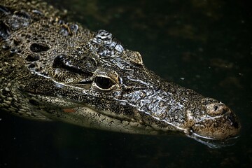 Obraz premium A Cuban Crocodile (Crocodylus rhombifer) gliding through dark water.