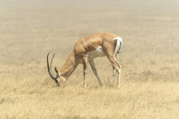 Thomson's gazelle standing in the Serengeti savanna in Tanzania. Elegant African antelope in its natural habitat, captured during a wildlife safari in the wild. © stock
