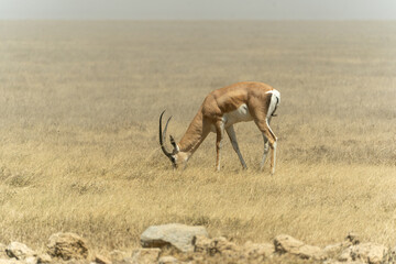 Thomson's gazelle standing in the Serengeti savanna in Tanzania. Elegant African antelope in its natural habitat, captured during a wildlife safari in the wild. © stock