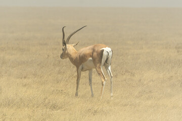 Thomson's gazelle standing in the Serengeti savanna in Tanzania. Elegant African antelope in its natural habitat, captured during a wildlife safari in the wild. © stock