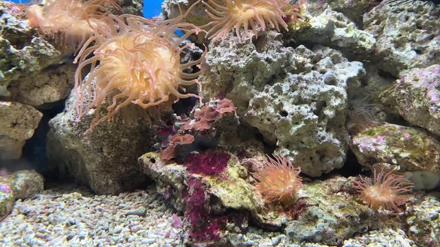 Colorful coral reef ecosystem with orange anemones and mixed coral species on sand in a tank at the Israel Aquarium in Jerusalem, Israel