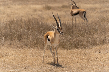 Thomson's gazelle standing in the Serengeti savanna in Tanzania. Elegant African antelope in its natural habitat, captured during a wildlife safari in the wild. © stock