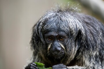A female White-Faced Saki monkey (Pithecia pithecia) eating. © Vine.Photographic