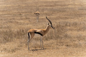 Thomson's gazelle standing in the Serengeti savanna in Tanzania. Elegant African antelope in its natural habitat, captured during a wildlife safari in the wild. © stock