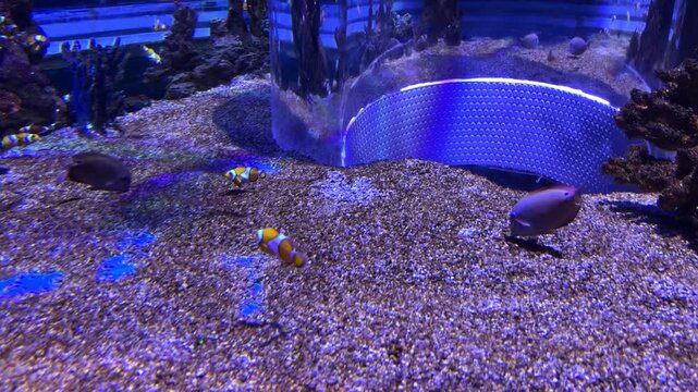 Clownfish and surgeonfish swimming among colorful coral reefs in the Israel Aquarium in Jerusalem, Israel