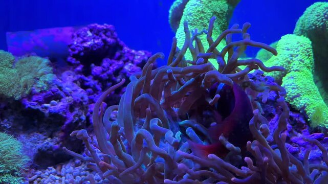 Torch coral Euphyllia glabrescens with long flowing tentacles beside large green reef corals in a blue aquarium tank at the Israel Aquarium in Jerusalem, Israel