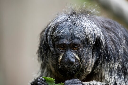 A female White-Faced Saki monkey (Pithecia pithecia) eating.